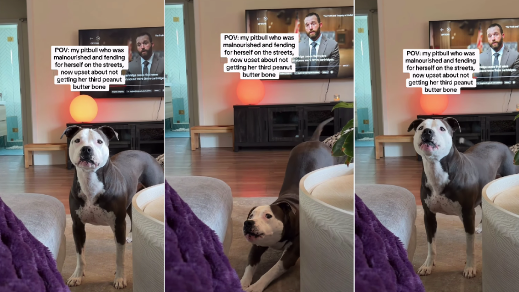 Rescue Dog Goes From Being Homeless To Demanding More Treats