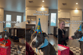 Dog’s Birthday Surprise From Mom & Dad Has All the Toys He Ever Wanted