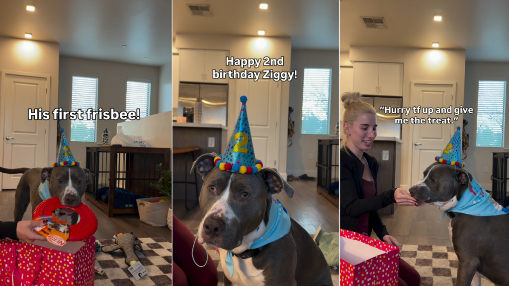 Dog’s Birthday Surprise From Mom & Dad Has All the Toys He Ever Wanted