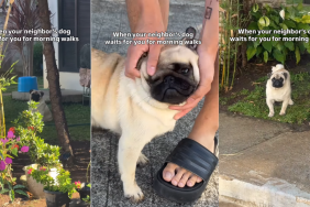 Dog Waits Outside Every Single Day To Go on Morning Walks With Neighbor