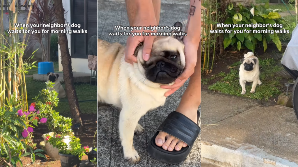 Dog Waits Outside Every Single Day To Go on Morning Walks With Neighbor