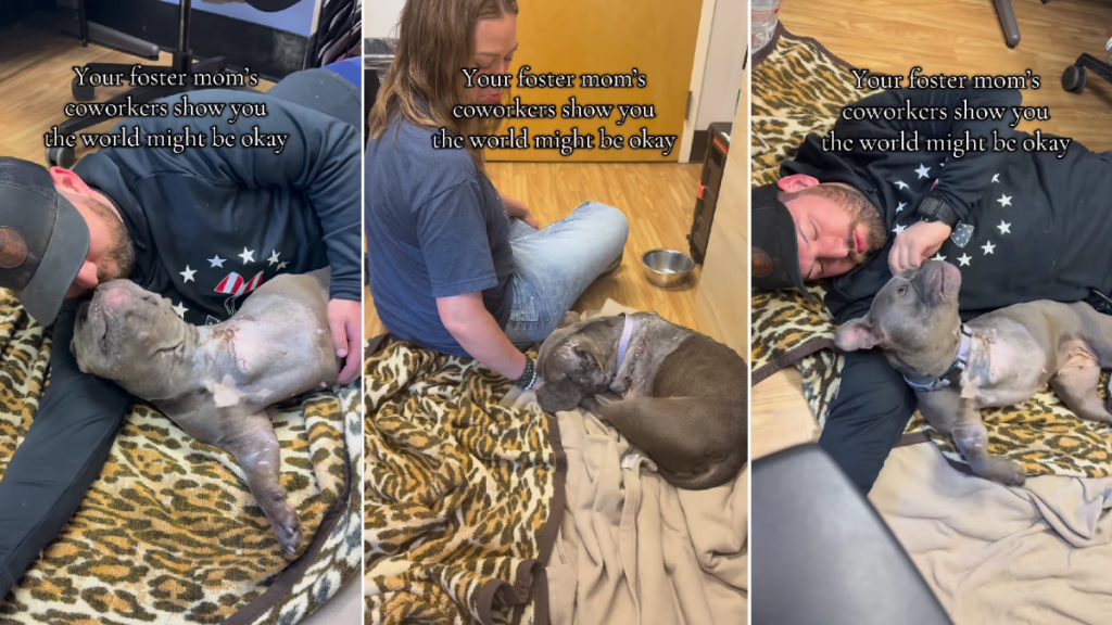 Foster Dog Finally Realizes the World Might Not Be That Bad After All
