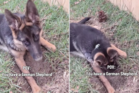 Dog Is Proud After Mom Catches Her Digging a Huge Hole in the Backyard