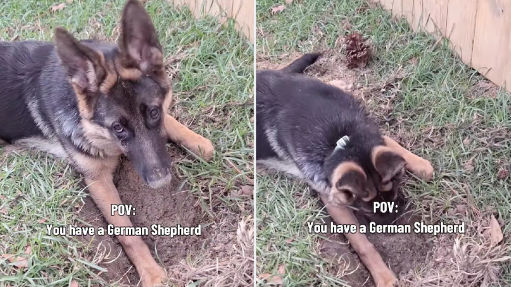 Dog Is Proud After Mom Catches Her Digging a Huge Hole in the Backyard