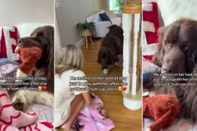 Dog Stays in Bed With Little Girl After She Returns Home From Vacation