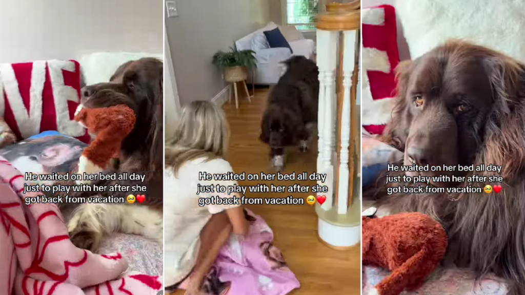 Dog Stays in Bed With Little Girl After She Returns Home From Vacation