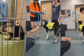 Senior Dog Surrendered Due to Old Age Keeps Searching for His Owner