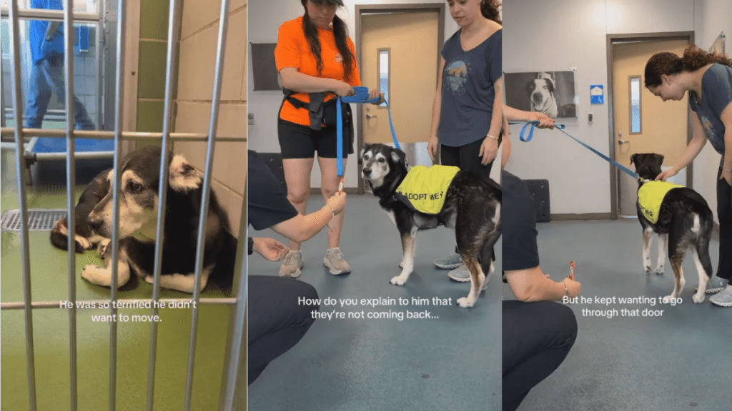 Senior Dog Surrendered Due to Old Age Keeps Searching for His Owner