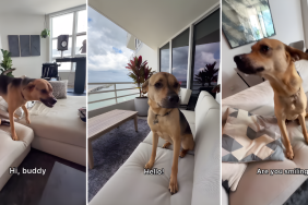 Rescue Dog Greets Dad With Full Body Wiggles & Love After 2 Days Apart