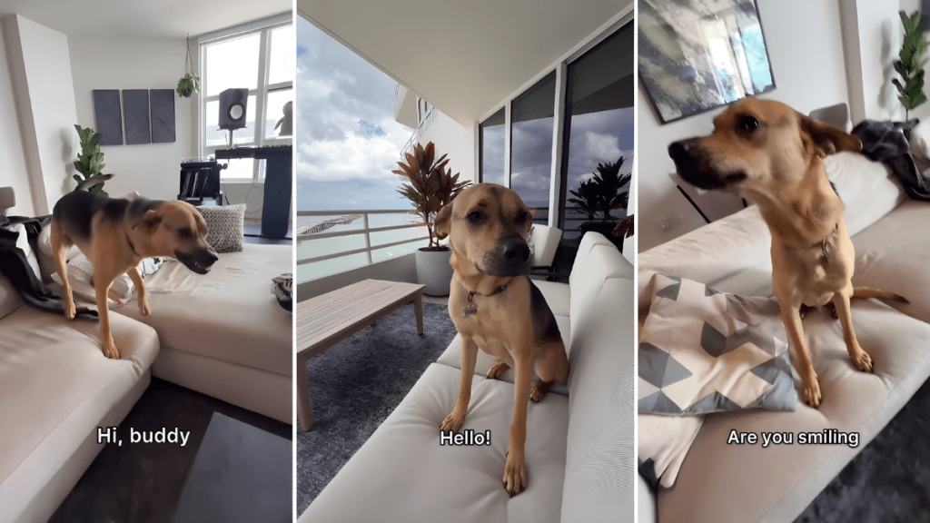 Rescue Dog Greets Dad With Full Body Wiggles & Love After 2 Days Apart