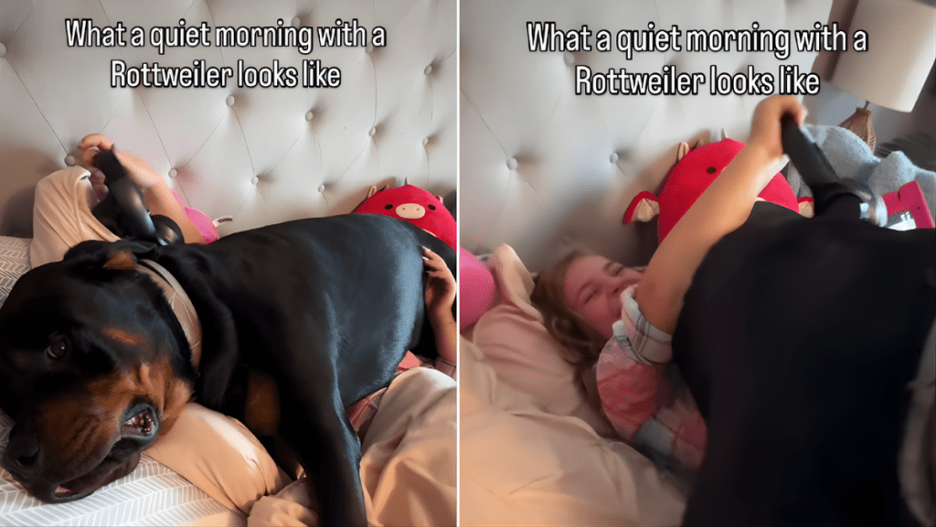 Dog Has Unusual Way of Showing Love to Little Girl While Snuggling