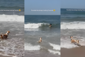 Dog Turns Lifeguard at the Beach, Checks if Mom Is Safe While Swimming