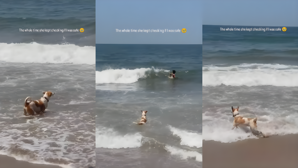 Dog Turns Lifeguard at the Beach, Checks if Mom Is Safe While Swimming