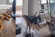 Rescue Dog’s First Run-in With a Tiger Doesn’t Go as Expected