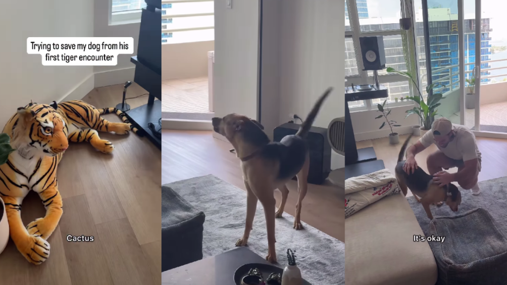 Rescue Dog’s First Run-in With a Tiger Doesn’t Go as Expected