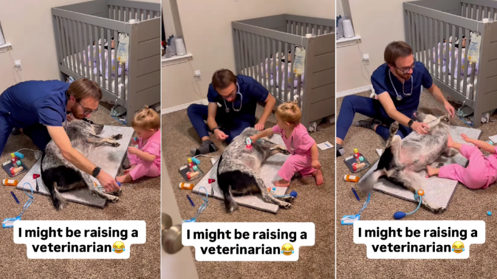 Dog Has the Best Time When Little Girl & Dad Play Doctor With Him
