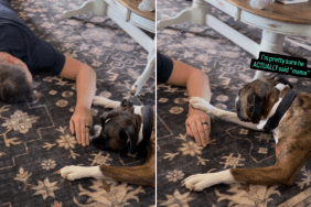 Dog Comes Running When Dad Pretends To Need Him, Makes Him Proud