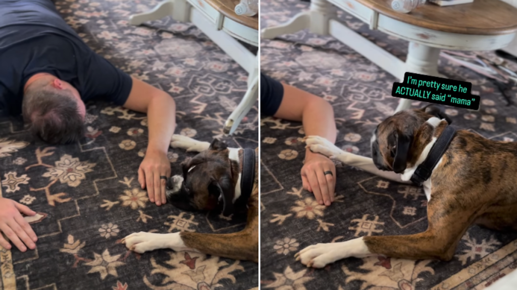 Dog Comes Running When Dad Pretends To Need Him, Makes Him Proud