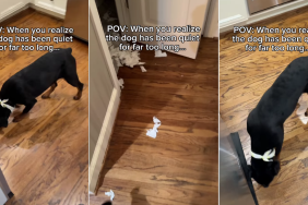 Dog Is Suspiciously Quiet for Too Long & Mom Finds Out Exactly Why