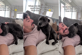 Dog’s Adorable Gesture Proves She Loves Dad More Than It Appears