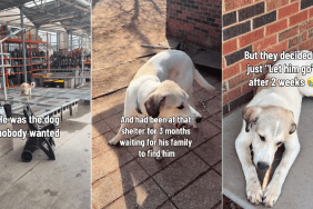 Shelter Dog Abandoned Twice Finally Gets the Happy Ending He Deserves