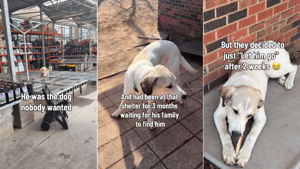Shelter Dog Abandoned Twice Finally Gets the Happy Ending He Deserves