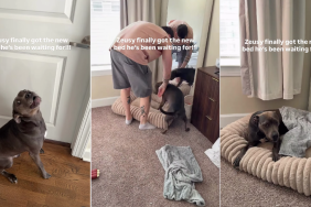 Dog’s Reaction To Getting the Bed He Wanted Is as Wholesome as It Gets