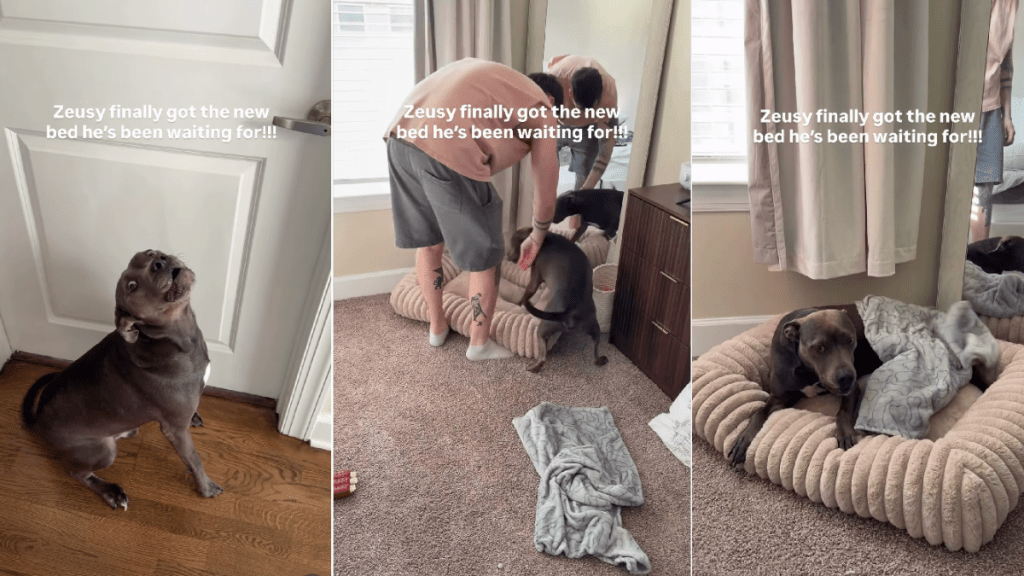 Dog’s Reaction To Getting the Bed He Wanted Is as Wholesome as It Gets