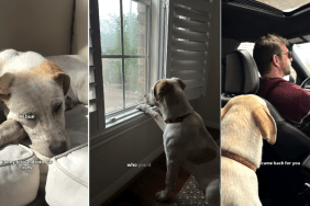 Shelter Dog Grows Close To Foster Family, Then Finds Her Forever Home