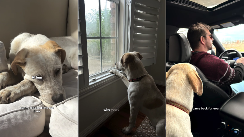 Shelter Dog Grows Close To Foster Family, Then Finds Her Forever Home