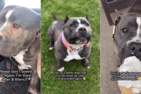 Dog Once Used for Breeding Finally Experiences Love in Safe Family Home