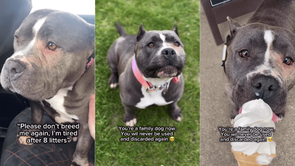 Dog Once Used for Breeding Finally Experiences Love in Safe Family Home