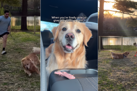 Golden Retriever & Little Boy Finally Get Own Yard, Leave Mom in Tears