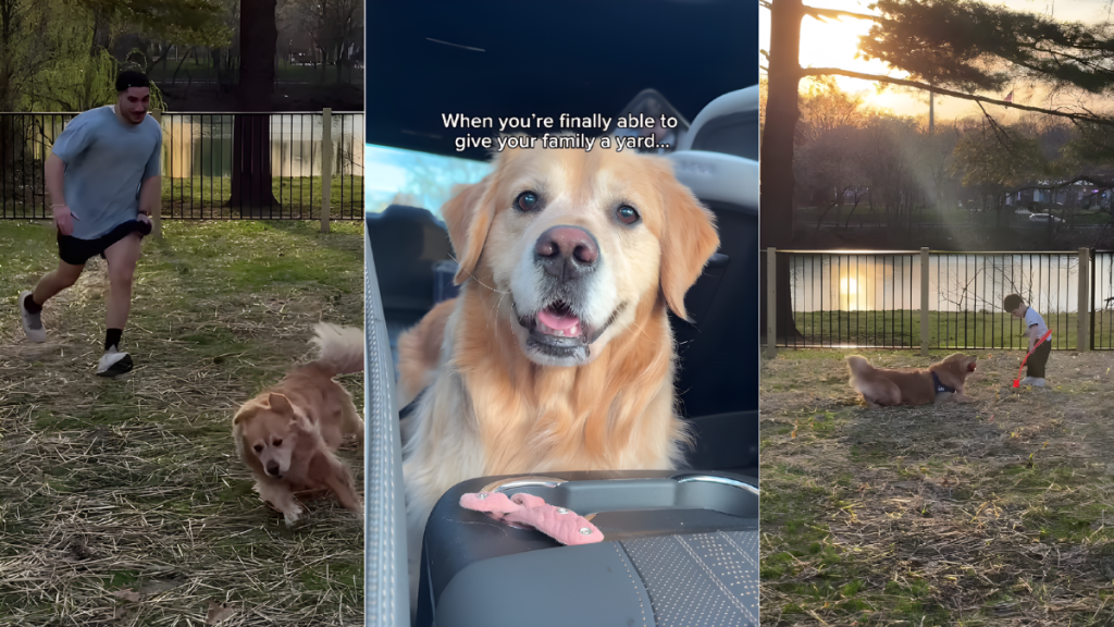 Golden Retriever & Little Boy Finally Get Own Yard, Leave Mom in Tears