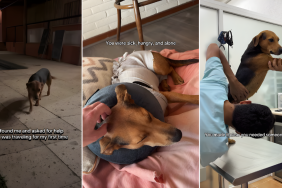 ‘Sick’ Rescue Dog’s Life Completely Changes After Finding Forever Home