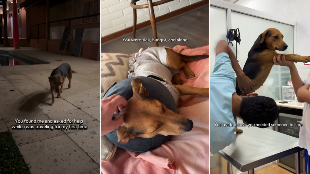 ‘Sick’ Rescue Dog’s Life Completely Changes After Finding Forever Home