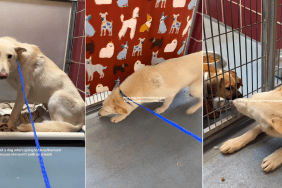 Shy Rescue Dog With a Soft Spot for Puppies at the Kennel Gets Adopted