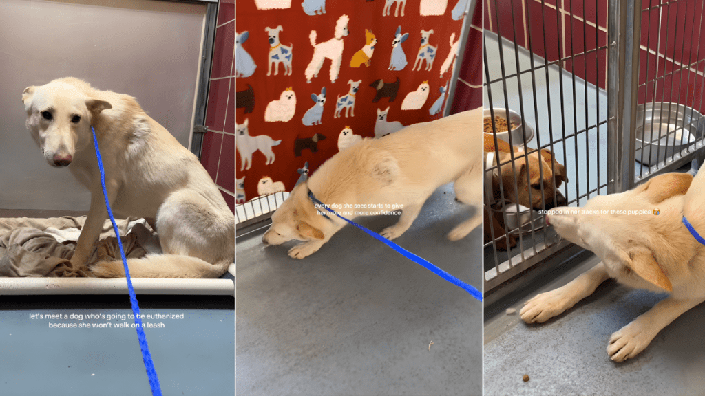 Shy Rescue Dog With a Soft Spot for Puppies at the Kennel Gets Adopted