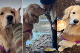 Golden Retriever Is Big Part of Owner’s Relaxing Camping Days