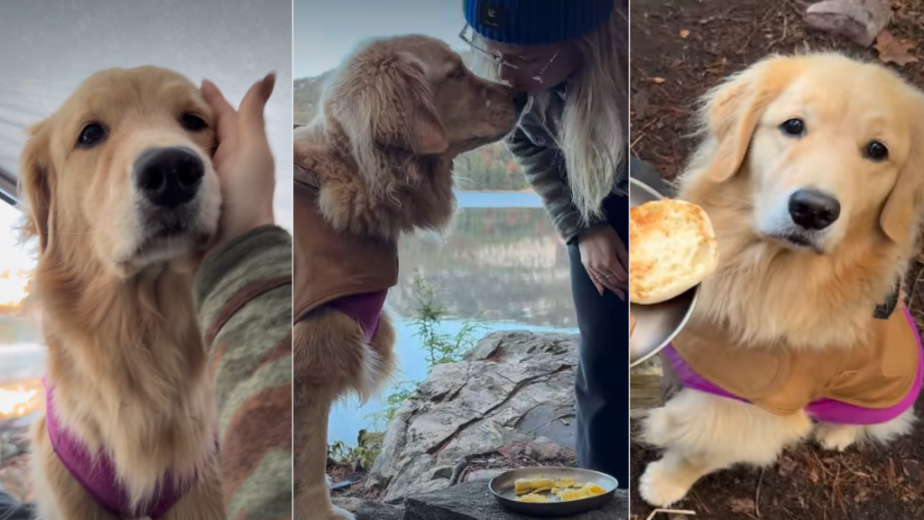 Golden Retriever Is Big Part of Owner’s Relaxing Camping Days