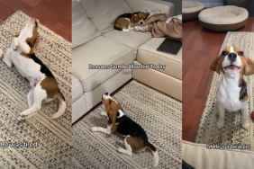 Owner Reveals Adorable & Funny Reasons Behind Dog’s Howling