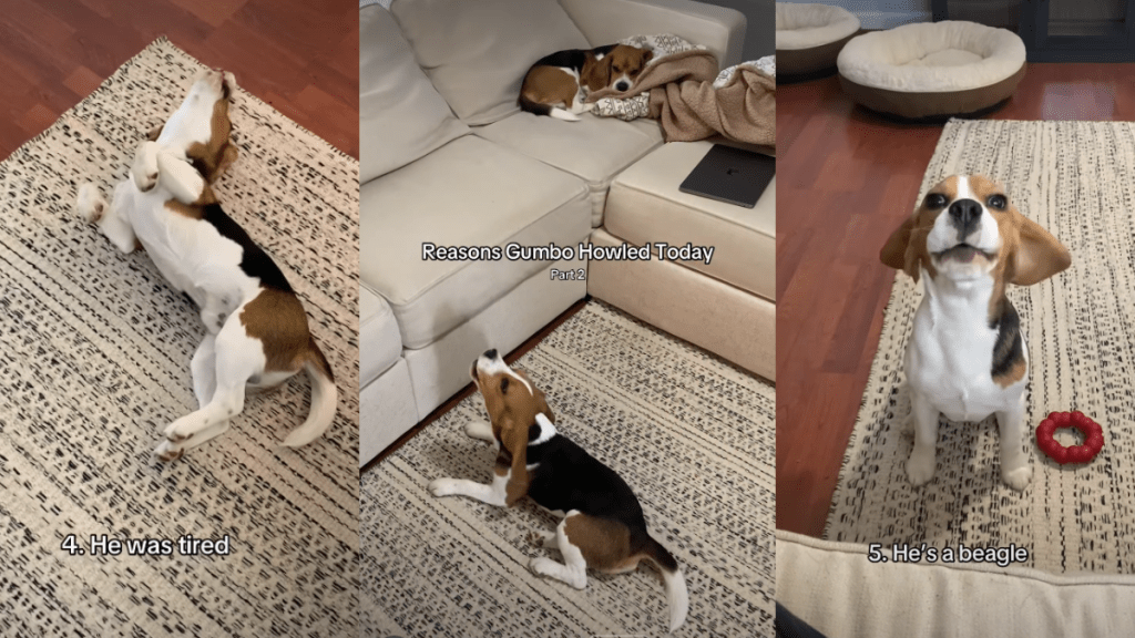 Owner Reveals Adorable & Funny Reasons Behind Dog’s Howling