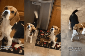 Dogs Have Very Different Reactions When Waiting for Breakfast