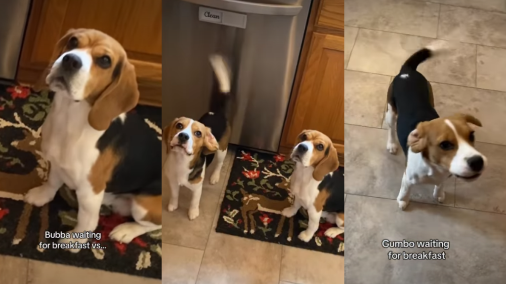 Dogs Have Very Different Reactions When Waiting for Breakfast