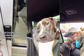 Shelter Dog Is Scared of the Car, but Slowly Starts Enjoying the Ride