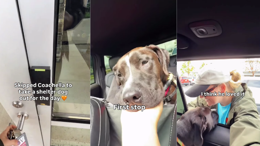 Shelter Dog Is Scared of the Car, but Slowly Starts Enjoying the Ride