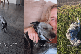 Dog Becomes a Happy Soul With Goofy Smile After a Month With Foster Mom