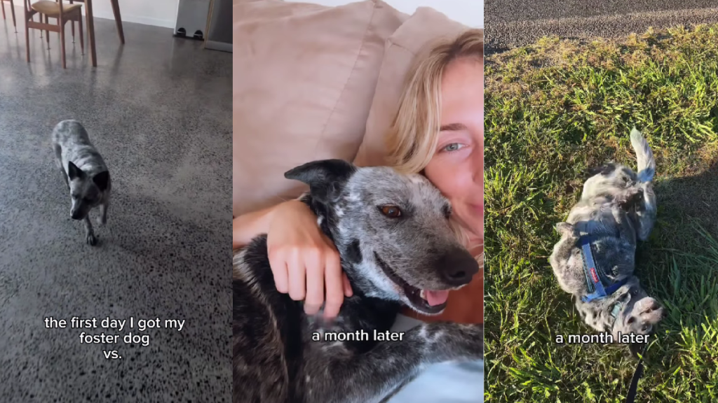 Dog Becomes a Happy Soul With Goofy Smile After a Month With Foster Mom