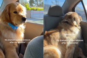 ‘Dramatic’ Golden Retriever Is Upset After Grooming Session
