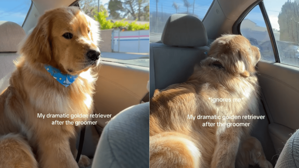 ‘Dramatic’ Golden Retriever Is Upset After Grooming Session